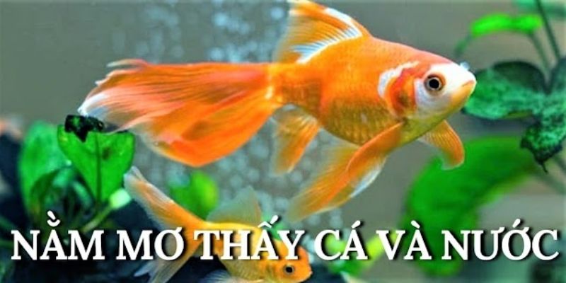 Nằm mơ thấy con cá và nước