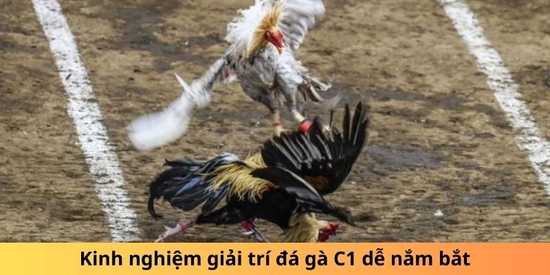 Kinh nghiệm giải trí đá gà C1 dễ nắm bắt