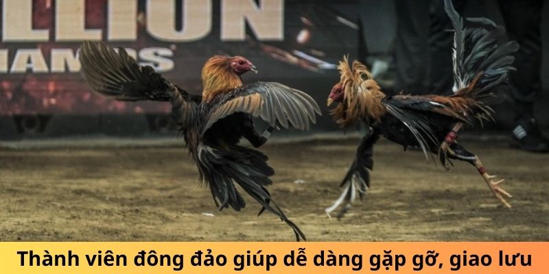 Thành viên đông đảo giúp dễ dàng gặp gỡ, giao lưu