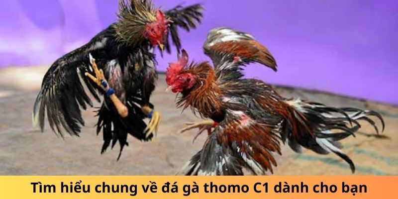 Tìm hiểu chung về đá gà thomo C1