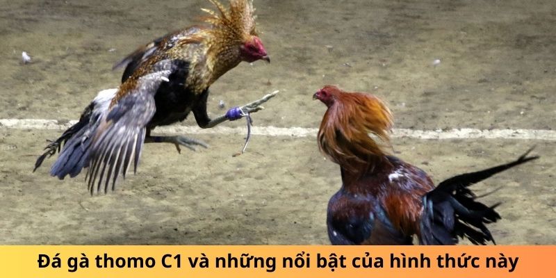 Đá gà thomo C1 và những nổi bật của hình thức này